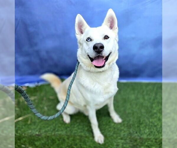 Medium Photo #1 Siberian Husky Puppy For Sale in Long Beach, CA, USA