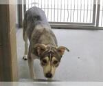 Small Siberian Husky Mix