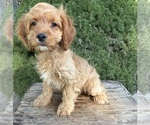Small #1 Cockapoo (Miniature)