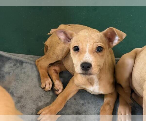 Medium Photo #2 Mutt Puppy For Sale in Tulsa, OK, USA