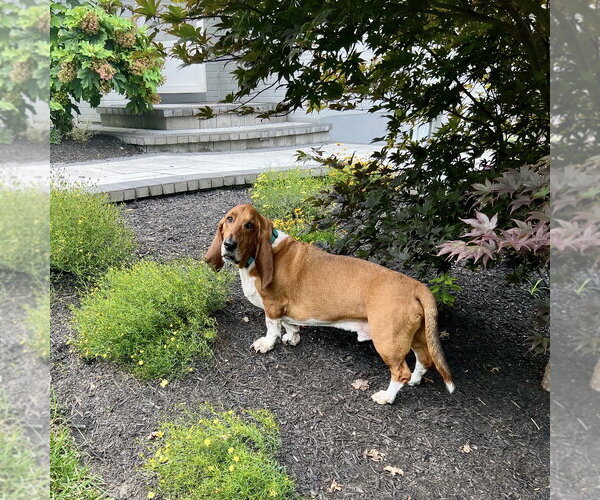 Medium Photo #6 Basset Hound Puppy For Sale in Brookville, OH, USA