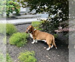 Small #5 Basset Hound