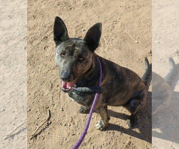 Medium Photo #6 Holland Shepherd Puppy For Sale in Apple Valley, CA, USA
