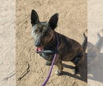 Small Photo #6 Holland Shepherd Puppy For Sale in Apple Valley, CA, USA