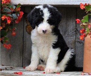 Sheepadoodle Puppy for sale in FREDERICKSBG, OH, USA