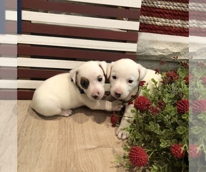 Jack Russell Terrier Puppy for Sale in MABLETON, Georgia USA