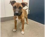 Small German Shepherd Dog Mix