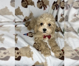 Cavachon Puppy for sale in RANDOLPH, MA, USA