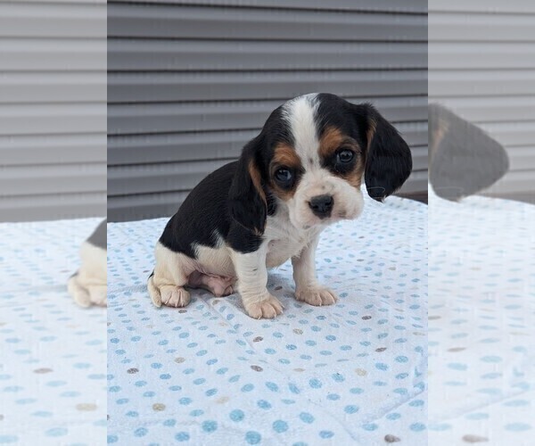 Medium Photo #3 Basset Hound-Cavalier King Charles Spaniel Mix Puppy For Sale in DUNNVILLE, KY, USA