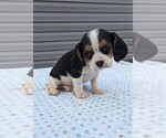 Small Photo #3 Basset Hound-Cavalier King Charles Spaniel Mix Puppy For Sale in DUNNVILLE, KY, USA