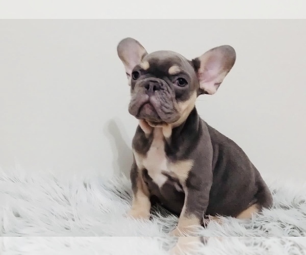 Medium Photo #2 French Bulldog Puppy For Sale in REVERE, MA, USA