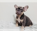 Small Photo #2 French Bulldog Puppy For Sale in REVERE, MA, USA
