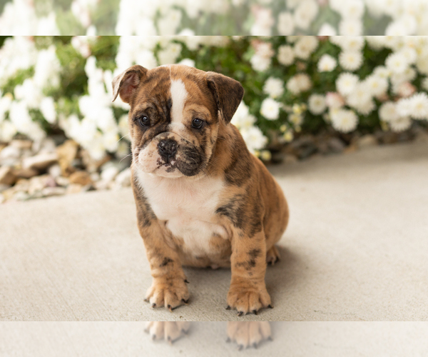 Medium Photo #4 English Bulldog Puppy For Sale in BOURBON, IN, USA