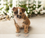 Beauty - Female English Bulldog Puppy for Sale - Photo #4