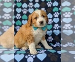 Small Photo #2 Goldendoodle-Miniature Bernedoodle Mix Puppy For Sale in GLEN ROCK, PA, USA