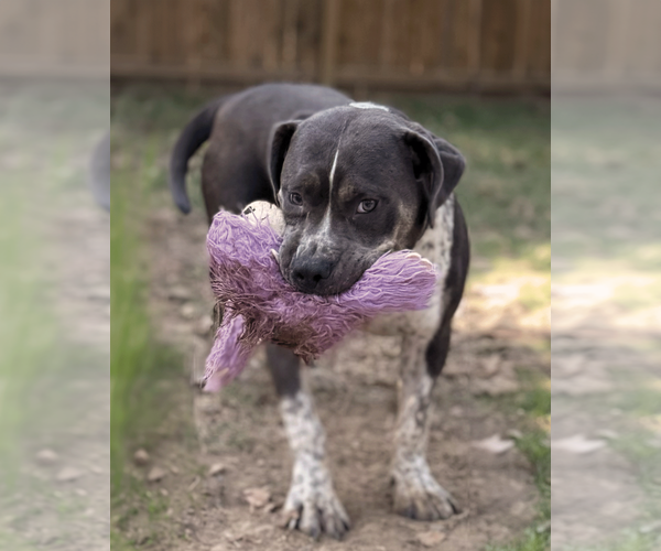 Medium Photo #5 American Pit Bull Terrier-Unknown Mix Puppy For Sale in Munford, TN, USA