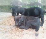 Small Photo #5 Cane Corso Puppy For Sale in HARLETON, TX, USA