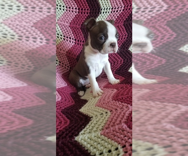Medium Photo #1 Boston Terrier Puppy For Sale in HASTINGS, MN, USA