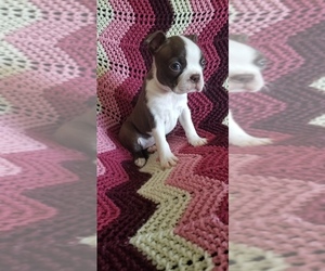 Boston Terrier Puppy for sale in HASTINGS, MN, USA