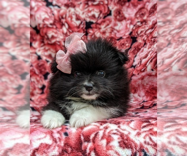 Medium Photo #6 Pomeranian Puppy For Sale in QUARRYVILLE, PA, USA