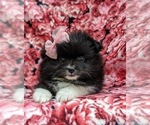 Small Photo #6 Pomeranian Puppy For Sale in QUARRYVILLE, PA, USA