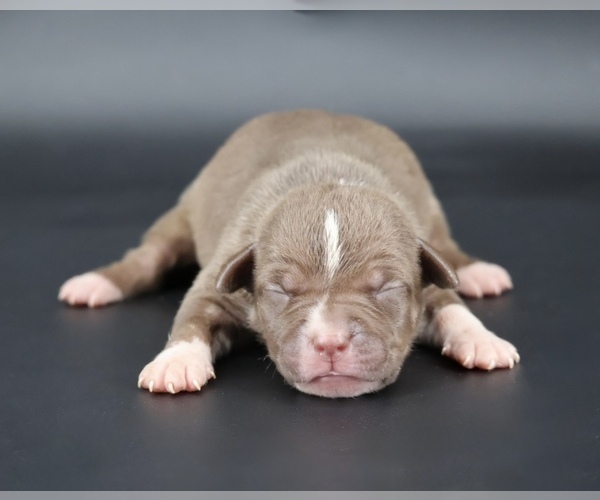 Medium Photo #1 American Bully Puppy For Sale in CHAMPAIGN, IL, USA