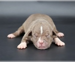 Image preview for Ad Listing. Nickname: Maple