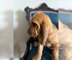 Small Photo #3 Bloodhound Puppy For Sale in CROSSVILLE, AL, USA