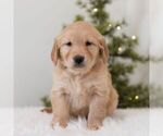 Small #4 Golden Retriever