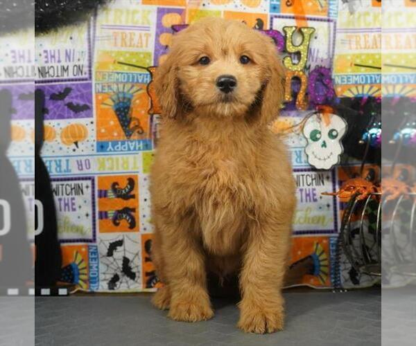 Medium Photo #4 Goldendoodle (Miniature) Puppy For Sale in PEMBROKE PINES, FL, USA