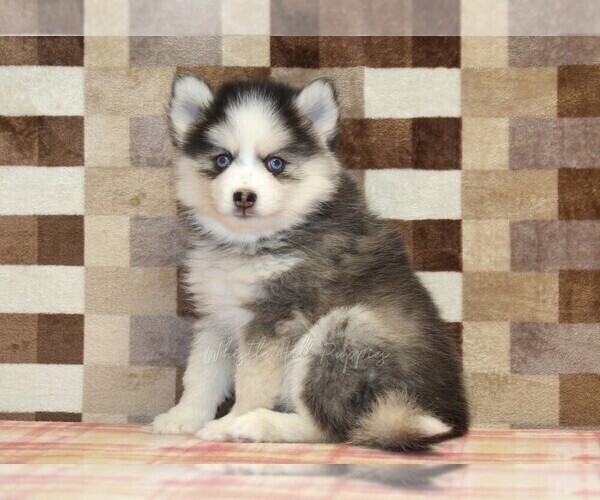 Medium Photo #4 Pomsky Puppy For Sale in DENVER, PA, USA