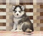 Small #3 Pomsky