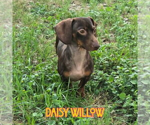 Daisy Willow - Female Dachshund Dog for Adoption - Photo #13