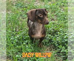 Small Photo #13 Dachshund Puppy For Sale in San Antonio, TX, USA