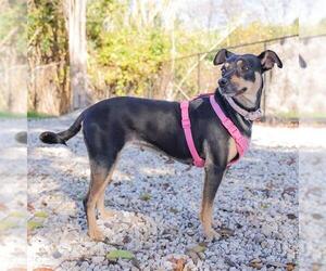 Rat Terrier-Unknown Mix Dogs for adoption in Waco, TX, USA