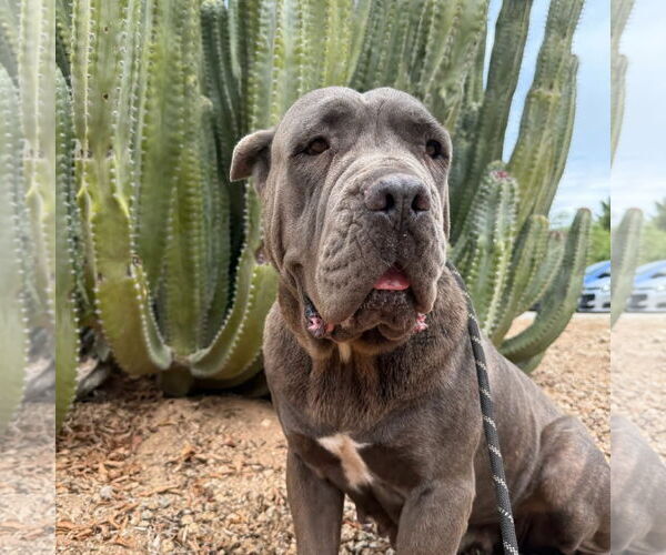 Medium Photo #1 Mutt Puppy For Sale in Goodyear, AZ, USA