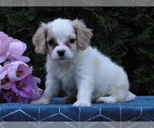 Cavachon Puppy for sale in HONEY BROOK, PA, USA
