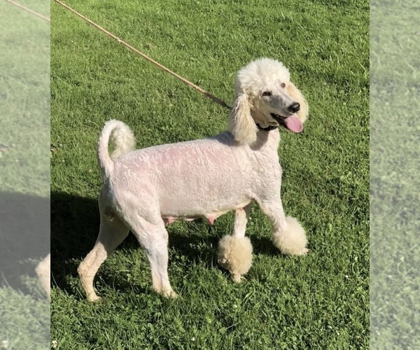 Medium Photo #1 Poodle (Standard) Puppy For Sale in MIDDLETOWN, OH, USA