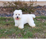 Small #4 West Highland White Terrier