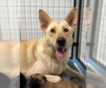 Small #6 German Shepherd Dog Mix