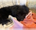Small Photo #3 YorkiePoo Puppy For Sale in LAWRENCE, MI, USA