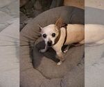 Small #2 Italian Greyhuahua