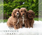 Small #1 Poodle (Miniature)