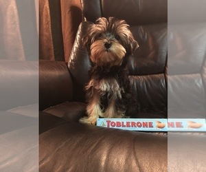 Yorkshire Terrier Puppy for sale in MOUNT VERNON, WA, USA