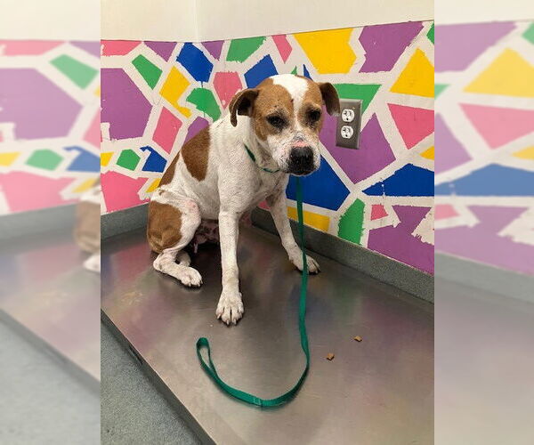 Medium Photo #1 Staffordshire Bull Terrier-Unknown Mix Puppy For Sale in Baytown, TX, USA