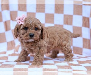 Cavapoo (Miniature) Puppy for sale in LIBERTY, KY, USA