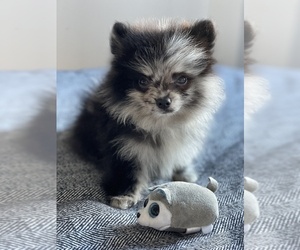 Pomeranian Puppy for sale in EMPIRE STATE, NY, USA