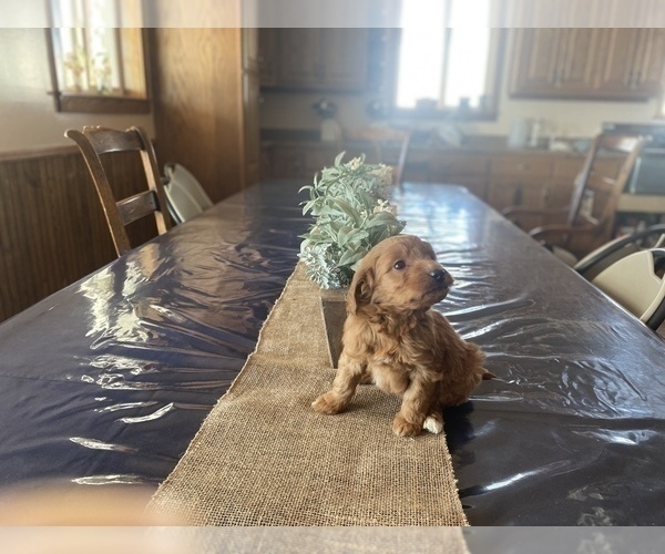 Medium Photo #3 Goldendoodle (Miniature) Puppy For Sale in LA VALLE, WI, USA