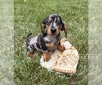 Small #1 Dachshund