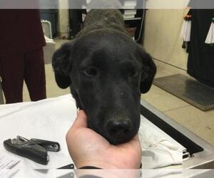 Labrador Retriever-Unknown Mix Dogs for adoption in Riverside, CA, USA